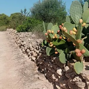 Estudio , Cala Saona España